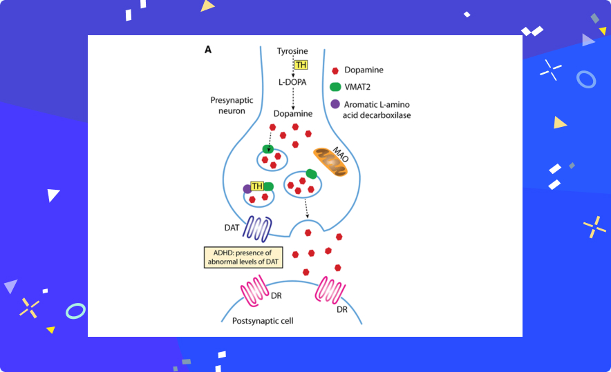 Dopamine release in synaptic cleft